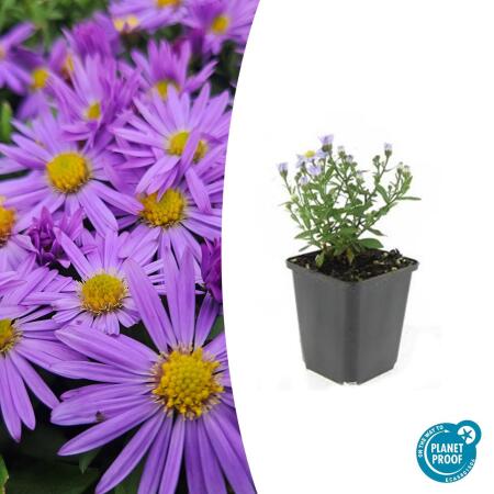 Ornamental perennial - Cushion aster - Aster dumosum Prof. Anton Kippenberg - 9cm pot