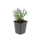 Aster dumosum Prof. Anton Kippenberg - Pot 9cm