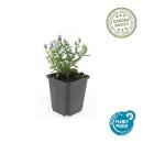 Ornamental perennial - Cushion aster - Aster dumosum Prof. Anton Kippenberg - 9cm pot