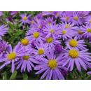 Ornamental perennial - Cushion aster - Aster dumosum Prof. Anton Kippenberg - 9cm pot