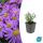Ornamental perennial - Cushion aster - Aster dumosum Prof. Anton Kippenberg - 9cm pot