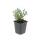 Ornamental perennial - Cushion aster - Aster dumosum Prof. Anton Kippenberg - 9cm pot