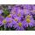 Ornamental perennial - Cushion aster - Aster dumosum Prof. Anton Kippenberg - 9cm pot