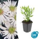 Arbuste décoratif - Aster sauvage - Aster...