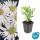 Ornamental perennial - Wild aster - Aster ageratioides Ashvi - 9cm pot