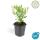 Ornamental perennial - Wild aster - Aster ageratioides Ashvi - 9cm pot