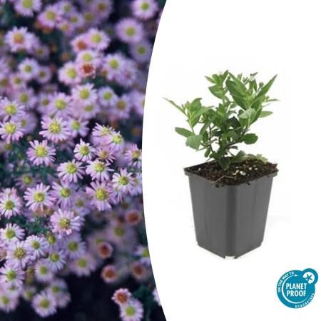 Arbuste décoratif - Aster sauvage - Aster ageratioides Stardust - pot de 9cm