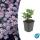Arbuste décoratif - Aster sauvage - Aster ageratioides Stardust - pot de 9cm