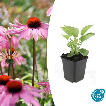 Arbuste ornemental - Echinacea purpurea Magnus - pot 9cm
