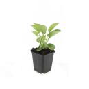 Arbuste ornemental - Echinacea purpurea Magnus - pot 9cm