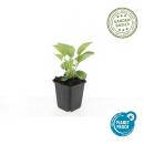 Arbuste ornemental - Echinacea purpurea Magnus - pot 9cm