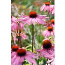 Arbuste ornemental - Echinacea purpurea Magnus - pot 9cm