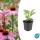 Arbuste ornemental - Echinacea purpurea Magnus - pot 9cm