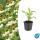 Ornamental perennial - Coneflower - Echinacea purpurea White Swan - 9cm pot