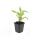 Ornamental perennial - Coneflower - Echinacea purpurea White Swan - 9cm pot