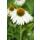 Ornamental perennial - Coneflower - Echinacea purpurea White Swan - 9cm pot