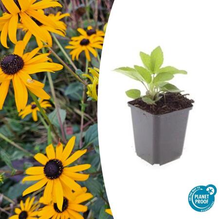 Ornamental perennial - Coneflower - Rudbeckia fulgida Goldsturm - 9cm pot
