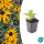 Ornamental perennial - Coneflower - Rudbeckia fulgida Goldsturm - 9cm pot