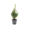 Buchsbaum - Heckenpflanze - Buxus sempervirens - 9cm Topf