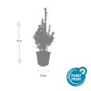 Buis - Plante pour haie - Buxus sempervirens - Pot 9cm