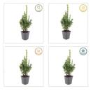 Buis - Plante pour haie - Buxus sempervirens - Pot 9cm