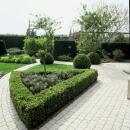 Buis - Plante pour haie - Buxus sempervirens - Pot 9cm