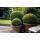 Buis - Plante pour haie - Buxus sempervirens - Pot 9cm