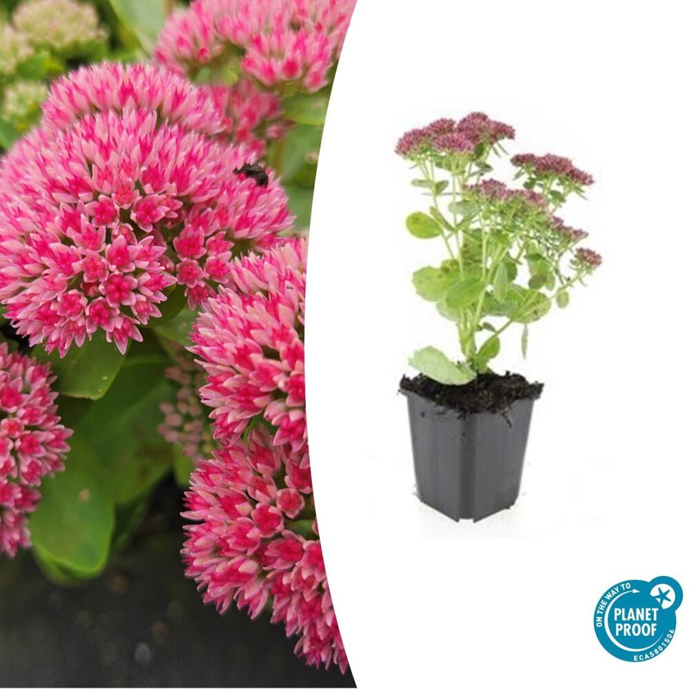 Fette Henne - Sedum telephium 'Herbstfreude' - pflegeleichte Staude -