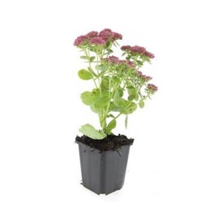 Fette Henne - Sedum telephium 'Herbstfreude' - pflegeleichte Staude -