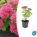 Fat hen - Sedum telephium Herbstfreude - easy-care...