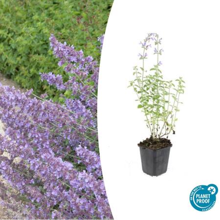 Herbe à chat - Nepeta faassenii Walkers Low - Plante vivace dentretien facile - pot de 9cm