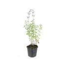 Catmint - Nepeta faassenii Walkers Low - easy-care...