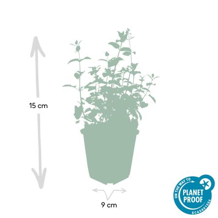 japanischer fächerahorn zimmerpflanze Acer palmatum Grün (Japanischer Fächerahorn) kaufen