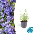 Catmint - Nepeta faassenii Six Hills Giant - easy-care...