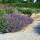 Catmint - Nepeta faassenii Six Hills Giant - easy-care perennial - 9cm pot