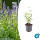 Zierstaude - Duftnessel - Agastache rugosa Black Adder -...