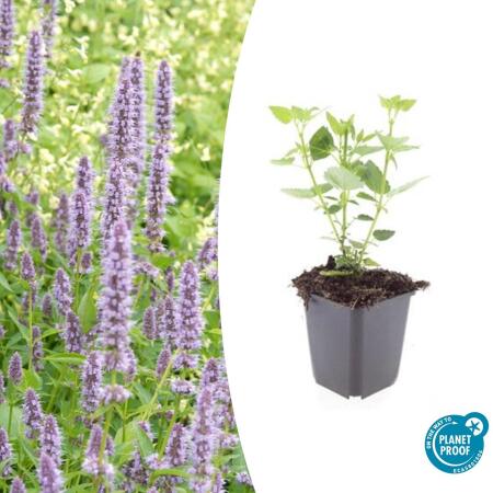Zierstaude - Duftnessel - Agastache rugosa Blue Fortune - 9cm Topf