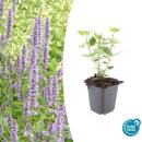 Zierstaude - Duftnessel - Agastache rugosa Blue Fortune -...