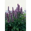Zierstaude - Duftnessel - Agastache rugosa Blue Fortune - 9cm Topf