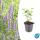Zierstaude - Duftnessel - Agastache rugosa Blue Fortune - 9cm Topf