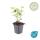 Zierstaude - Duftnessel - Agastache rugosa Blue Fortune - 9cm Topf