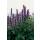 Zierstaude - Duftnessel - Agastache rugosa Blue Fortune - 9cm Topf
