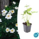 Ornamental perennial - Autumn anemone - Anemone...