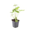 Ornamental perennial - Autumn anemone - Anemone...