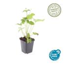 Ornamental perennial - Autumn anemone - Anemone hupehensis Honorine Jobert - 9cm pot