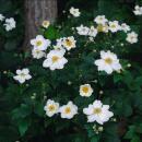 Ornamental perennial - Autumn anemone - Anemone hupehensis Honorine Jobert - 9cm pot