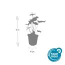 Ornamental perennial - Autumn anemone - Anemone hupehensis Honorine Jobert - 9cm pot