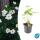 Ornamental perennial - Autumn anemone - Anemone hupehensis Honorine Jobert - 9cm pot