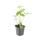 Ornamental perennial - Autumn anemone - Anemone hupehensis Honorine Jobert - 9cm pot