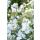 Ornamental perennial - Autumn anemone - Anemone hupehensis Honorine Jobert - 9cm pot